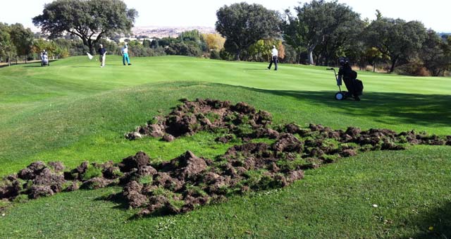 Los cerdos asilvestrados se comen los campos de golf de Málaga